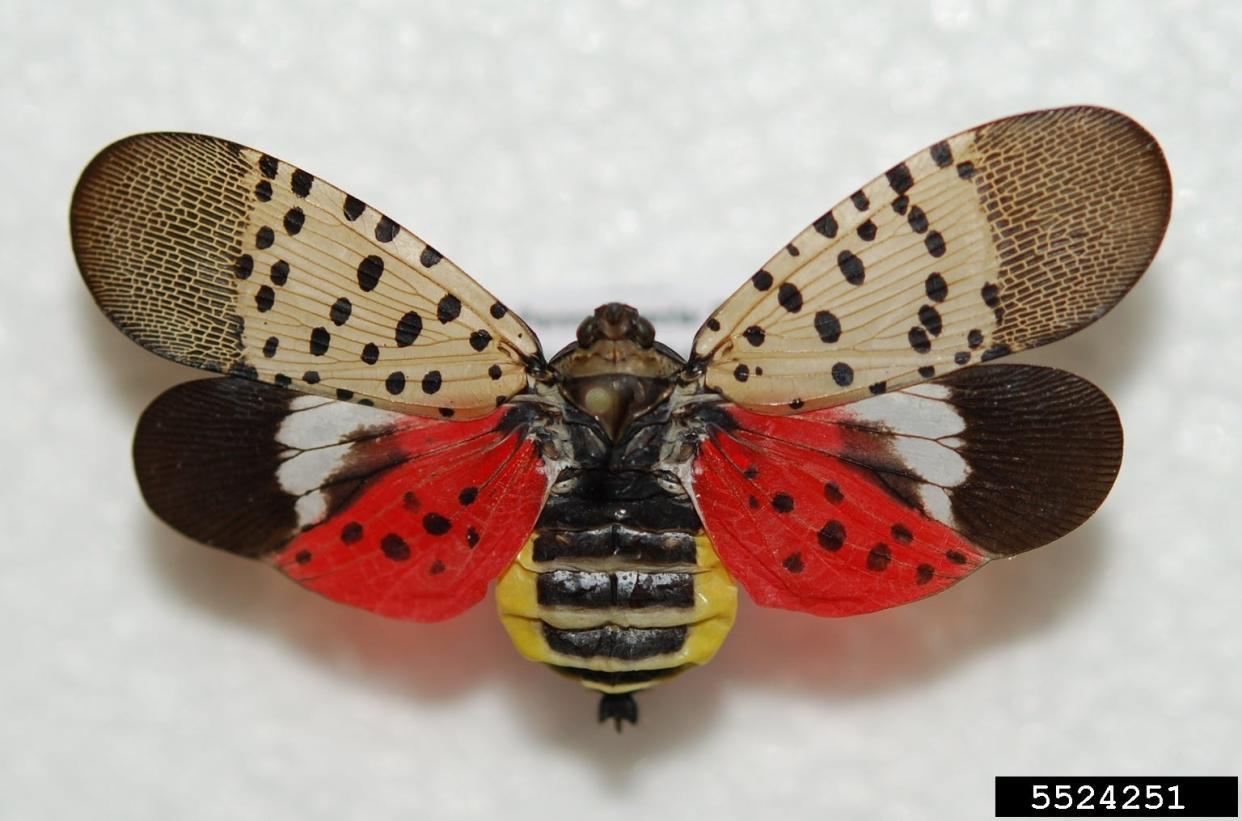 Adult spotted lanternfly