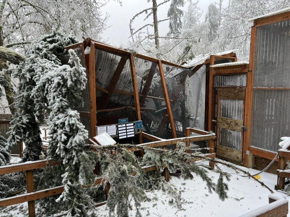 Bird enclosures lay in pieces at the Cascades Raptor Center on Jan. 12 in Eugene after an ice storm moved through the area.