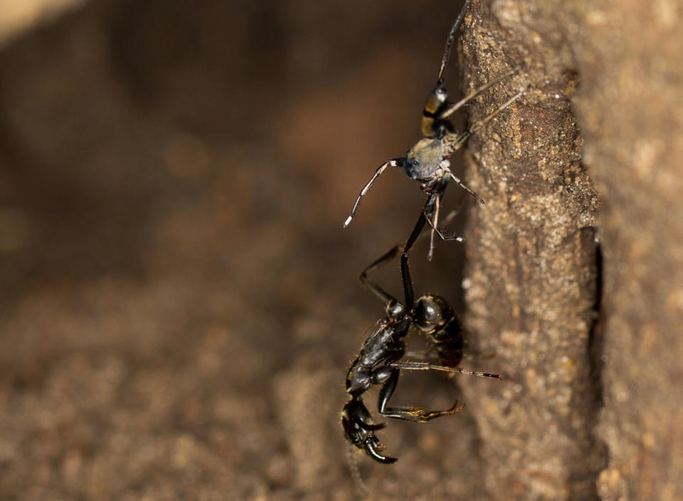 Insect Heroes? Ants Save Their Injured Comrades