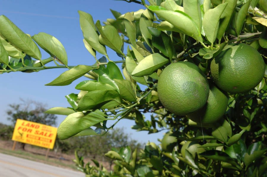 FILE – In this Oct. 12, 2007 file photo, a for sale sign sits among an acreage of orange trees in Bartow, Fla. More people moved to a county rich with citrus groves located between two of Florida’s most populous metros than in any other county in the U.S. last year. That’s according to estimates released Thursday, March 14, 2024 by the U.S. Census Bureau. (AP Photo/Phelan M. Ebenhack, File)