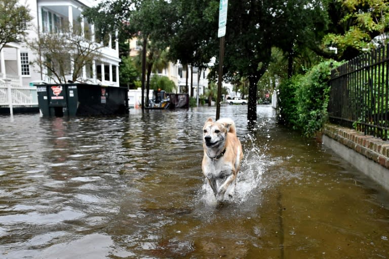 A dog runs on a flooded street in downtown Charleston, South Carolina on October 4, 2015