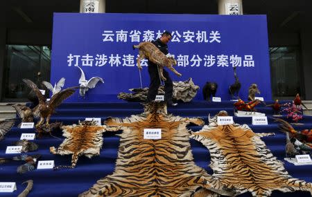 A police officer carries a stuffed lynx specimen as he arranges confiscated rare wild animal products displayed at the courtyard of a police station in Kunming, Yunnan province, China January 22, 2014. REUTERS/Wong Campion/File Photo
