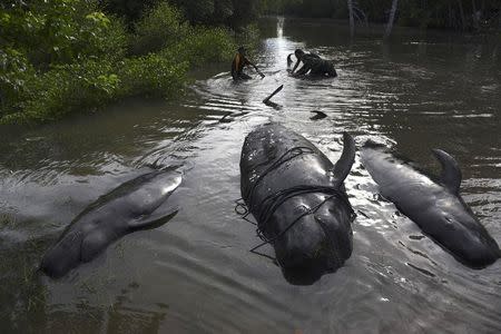 An Indonesian soldier and resident inspect dead whales stranded on the coast of Pesisir beach in Probolinggo, Indonesia, June 16, 2016. Antara Foto/Zabur Karuru/via REUTERS