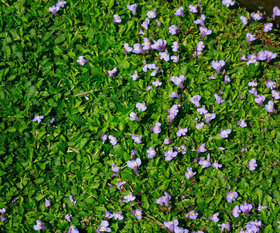 foliage and small purple flowers of mazus reptans ground cover plant