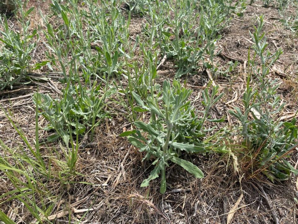 Russian knapweed has overtaken 10 acres of sagebrush cleared from Richland’s W.E. Johnson Park.