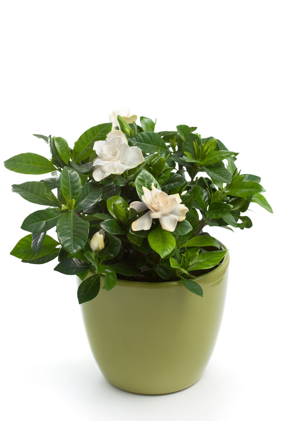 <p>These fragrant plants are large shrubs outdoors, but you may see them as potted plants for the holidays. Give them bright light and consistently moist soil. They can be a bit fussy, so enjoy them for the season. If they make it to spring and you live in a warm climate, you can plant outdoors.</p><p><a class="link " href="https://go.redirectingat.com?id=74968X1596630&url=https%3A%2F%2Fwww.1800flowers.com%2Fh%2Fflowers-plants%2Fplants-garden%2F31632&sref=https%3A%2F%2Fwww.thepioneerwoman.com%2Fhome-lifestyle%2Fgardening%2Fg37711385%2Fchristmas-plants%2F" rel="nofollow noopener" target="_blank" data-ylk="slk:SHOP NOW;elm:context_link;itc:0;sec:content-canvas">SHOP NOW</a></p>