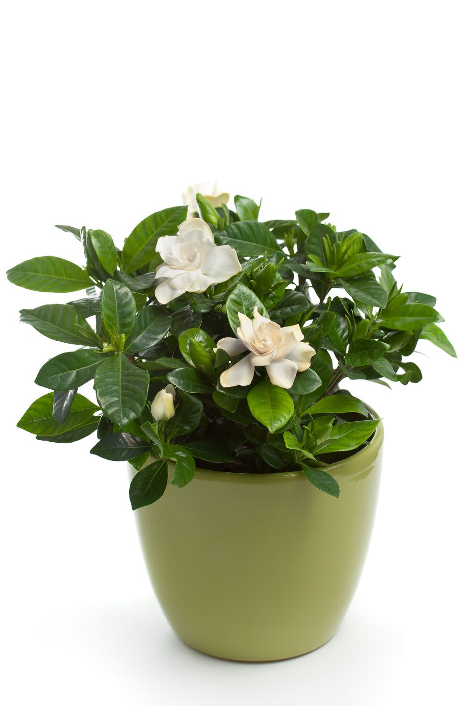 Gardenia