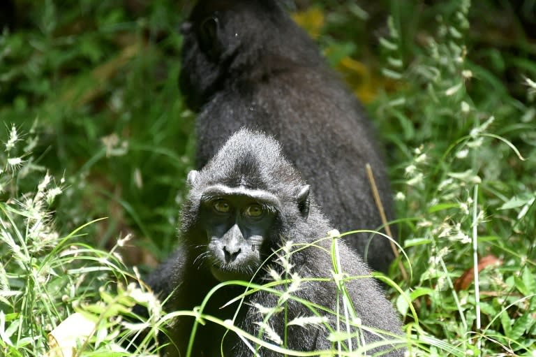 The population of black crested macaques (Macaca nigra) in its natural habitat on Sulawesi has dropped more than 80% in four decades, from an estimated 300 per sq. km in 1980 to just 45 per sq. km in 2011