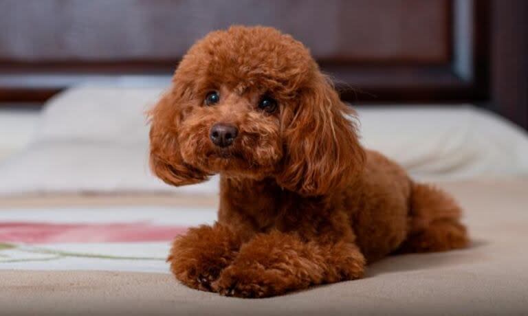 El caniche toy es una de las razas más elegidas por las personas 