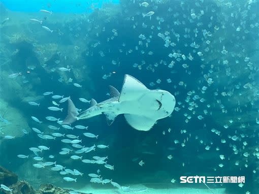 巨型水族箱可以看到壯觀的迴游魚群與鯊魚等海洋生物。（圖／記者馮珮汶攝）