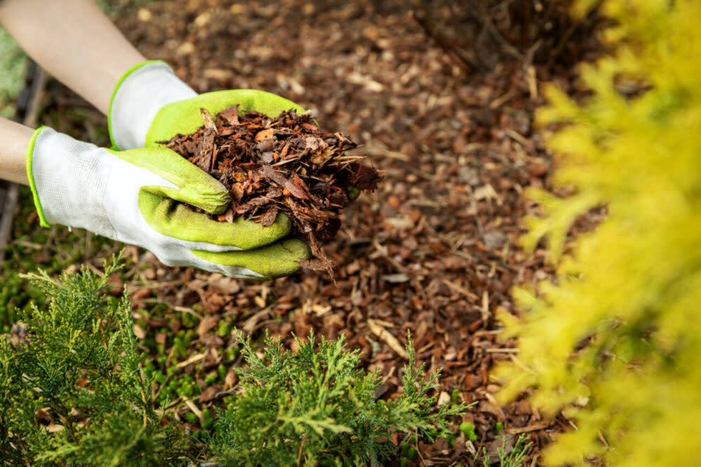 Mulch with gardening gloves