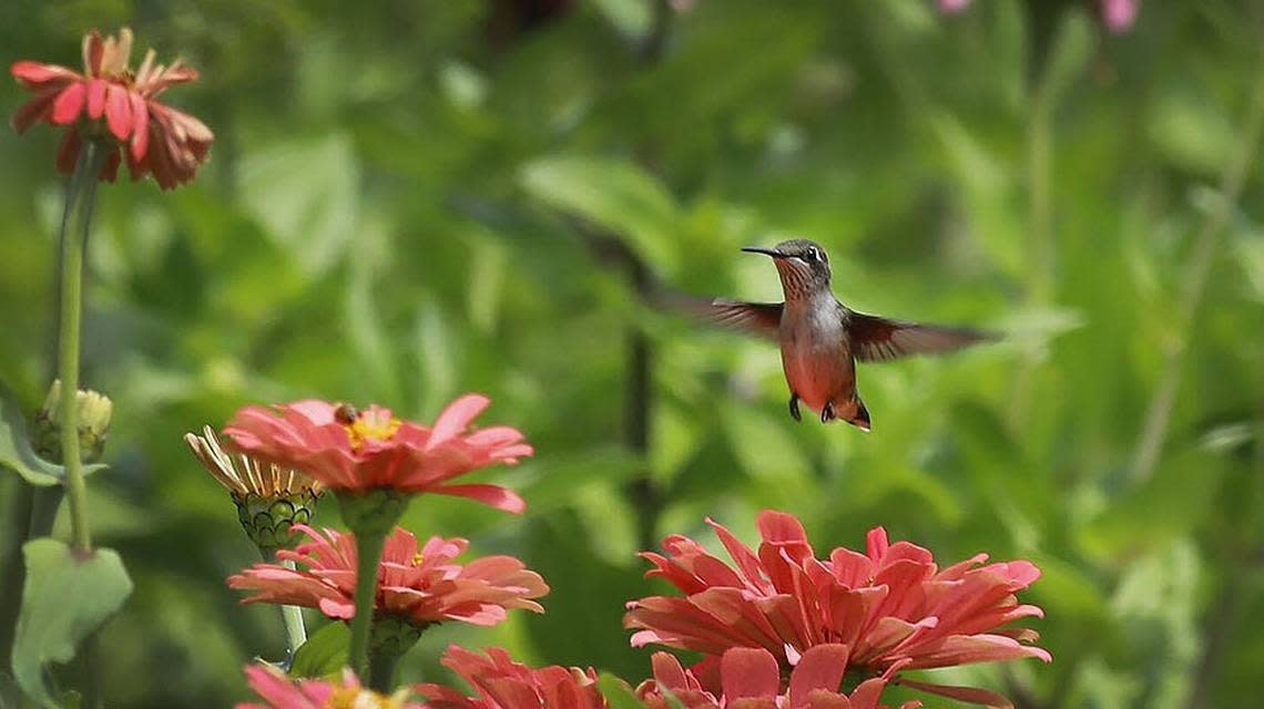A female ruby-throated humming bird looks for flower nectar.