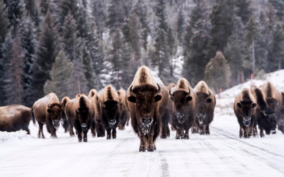bison - Mark Newman/Getty