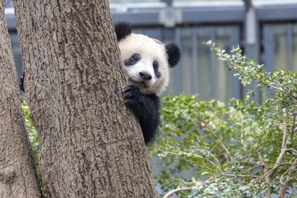 <p>Looking for something to spark some joy? Why not tune into Edinburgh Zoo's <strong>Panda Cam</strong> and see what the furry creatures are up to. Edinburgh Zoo's live animal cameras also include <strong>Penguin Cam, Koala Cam and Lion Cam. </strong></p><p><a class="link " href="https://www.edinburghzoo.org.uk/webcams/panda-cam/" rel="nofollow noopener" target="_blank" data-ylk="slk:WATCH NOW;elm:context_link;itc:0;sec:content-canvas">WATCH NOW</a> </p>