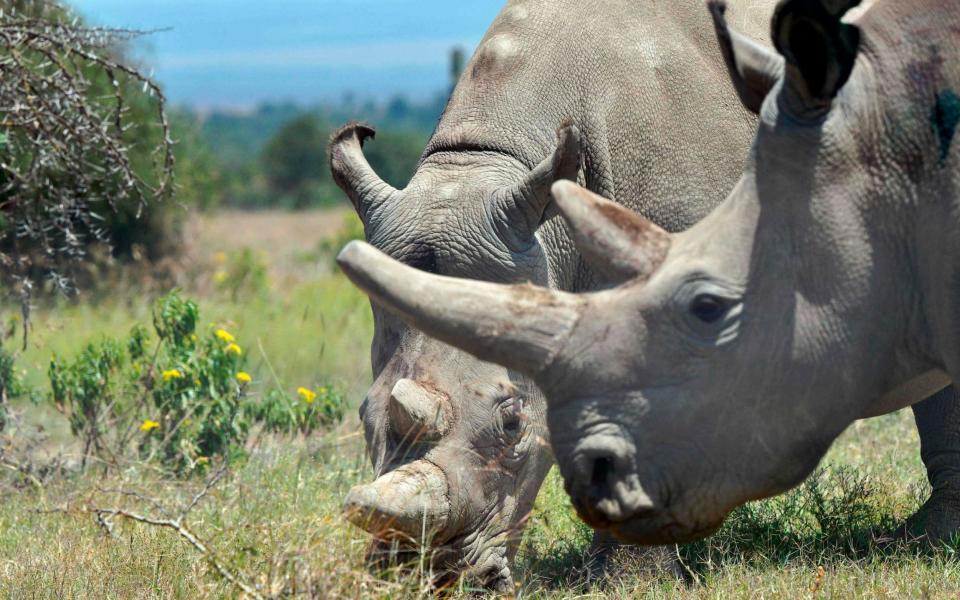 Najin, 30, and her offspring Fatu, 19, (right) two female northern white rhinos, are the last two northern white rhinos left on the planet - AFP