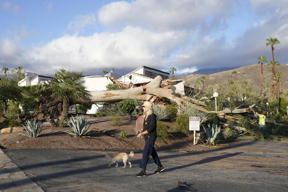 A woman walks her dog past a eucalyptus tree that fell on a house Monday, Aug. 21, 2023, in Palm Desert, Calif. Tropical Storm Hilary drenched Southern California from the coast to the desert resort city of Palm Springs, forcing rescuers to pull several people from swollen rivers, before heading east and flooding a county about 40 miles outside of Las Vegas. (AP Photo/Mark J. Terrill)