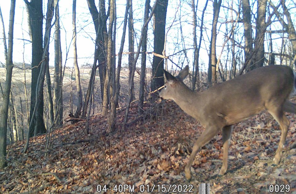 A doe walks Jan. 15 toward a field line in Somerset County. Red tag  deer hunting programs are underway across the state to help farmers who have excessive crop damage.