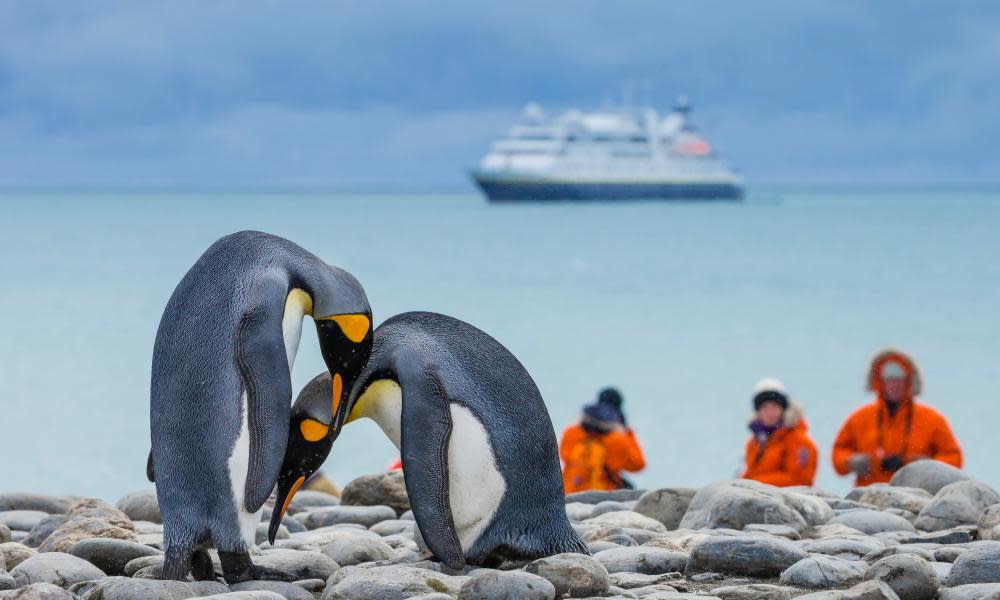 King penguins in the Salisbury Plains, South Georgia, Antarctica