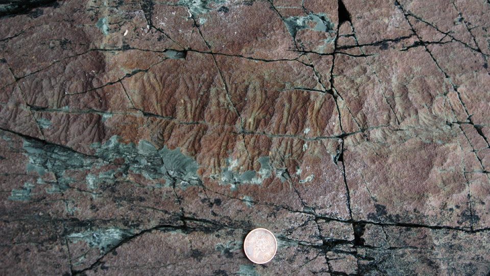 A 565-million-year-old fossil of an Ediacaran animal, called Fractofusus misrai, was found in the Mistaken Point Formation in Newfoundland, Canada.  - Shuhai Xiao/Virginia Tech