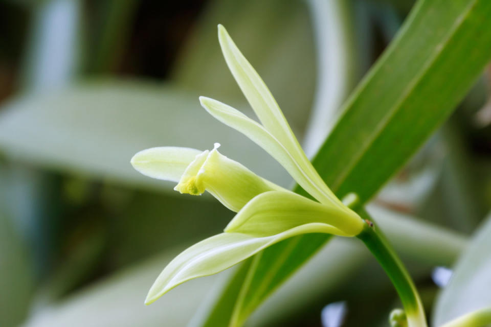 Vanilla Orchid<p>iStock</p>