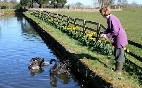 The pair in happier times, being fed by Lady Deirdre Curtis - Credit: Markenfield Hall / SWNS