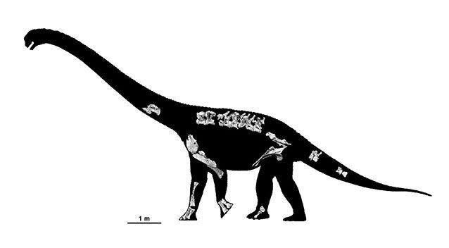 The discovery, along with a specimen of another sauropod called Diamantinasaurus matildae, was detailed in the Nature journal Scientific Reports. Source: Supplied.