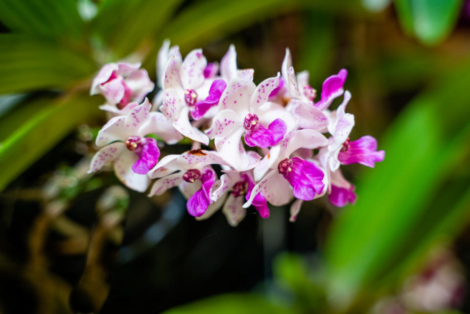 Rhynchostylis Orchids<p>iStock</p>