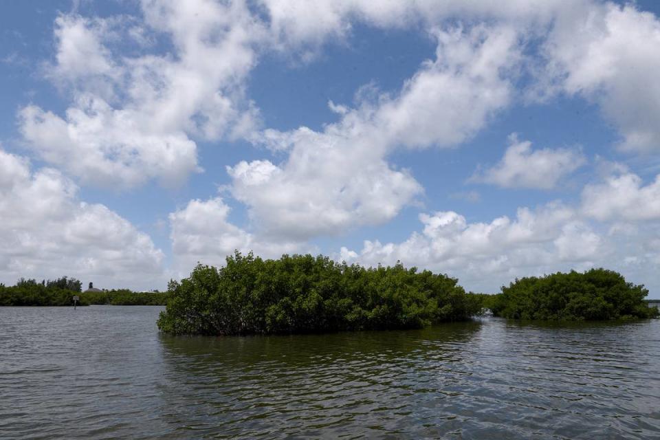 The State of Florida wants to preserve 2,300 acres of environmentally sensitive Terra Ceia mangrove swamps and flatwoods. The recently released budget provided $8 million for the Rattlesnake Key conservation purchase.