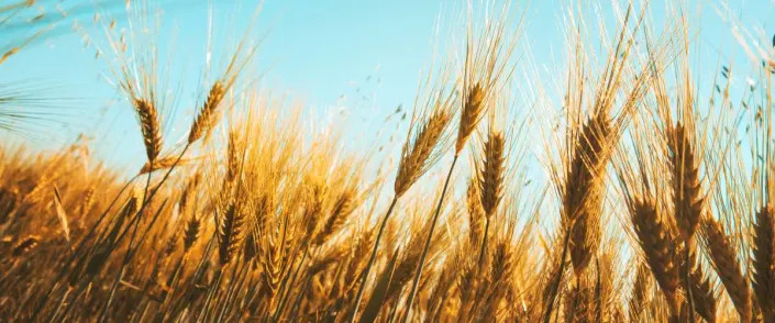 Wheat field against blue sky