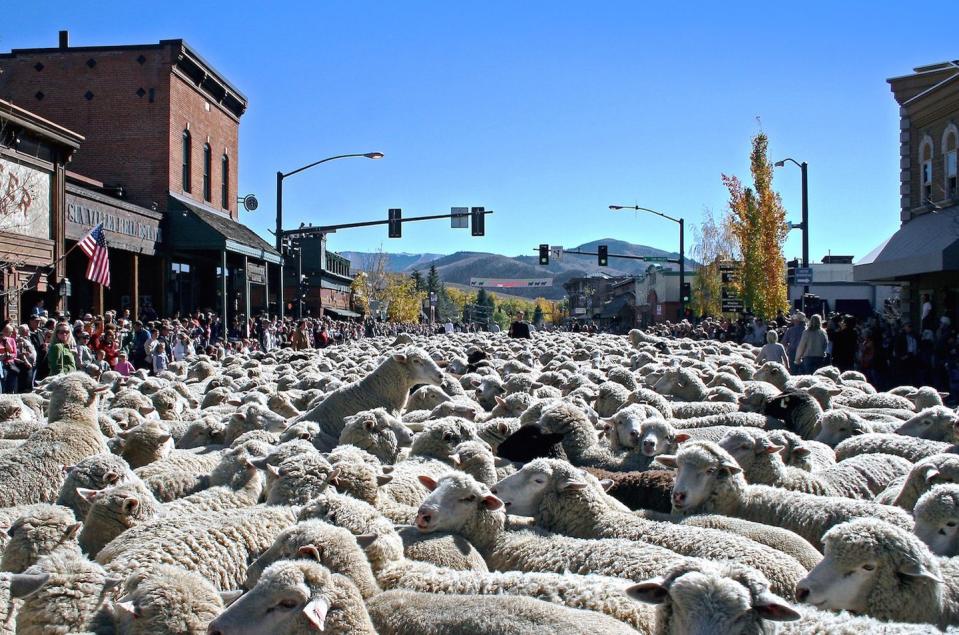 13) Trailing of the Sheep Festival