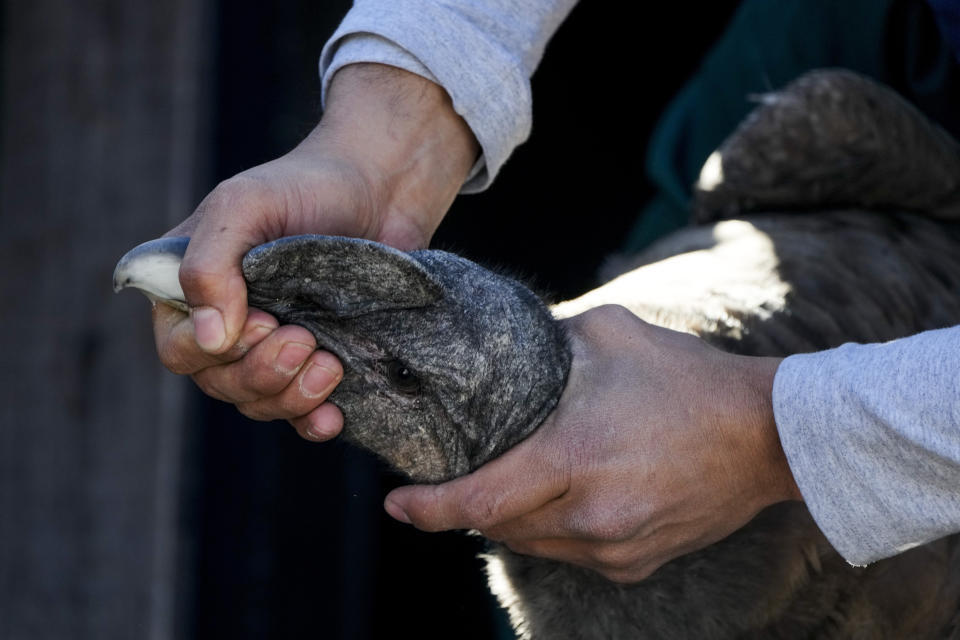 Un miembro del Programa de Conservación del Cóndor Andino sostiene al cóndor Huasi mientras le instalan un transmisor con GPS el 13 de octubre del 2022 en Sierra Paileman, provincia argentina de Río Negro. Huasi, que nación en cautiverio, fue liberado al día siguiente. (AP Photo/Natacha Pisarenko)