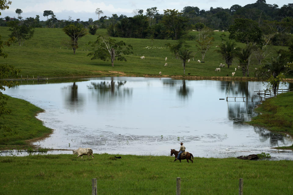 Cattle graze in the pastures of the Guachupe farm, in the rural area of the Rio Branco, Acre state, Brazil, Monday, May 22, 2023. (AP Photo/Eraldo Peres)