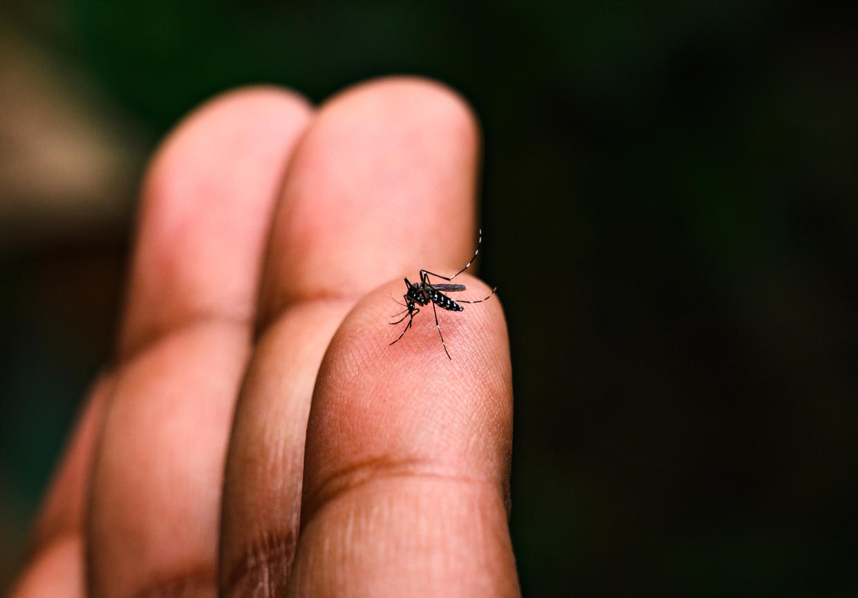 Aedes albopictus (Stegomyia albopicta), from the mosquito (Culicidae) family, also known as the (Asian) tiger mosquito or forest mosquito, is a mosquito native to the tropical and subtropical areas of Southeast Asia. The Aedes albopictus is an epidemiologically important vector for the transmission of many viral pathogens, including the yellow fever virus, dengue fever, and Chikungunya fever, as well as several filarial nematodes such as Dirofilaria immitis. Tehatta, West Bengal, India.