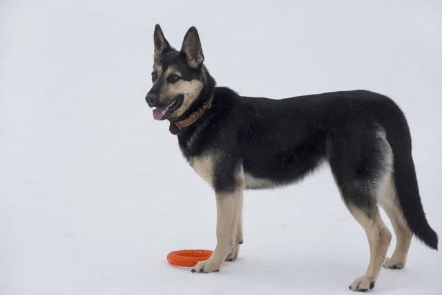 <p>Getty Images/SergeyTikhomirov</p> East European Shepherds look a lot like German Shepherds.