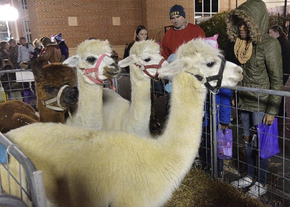 Paseantes miran y acarician alpacas en una feria en Carolina del Norte. (AP)