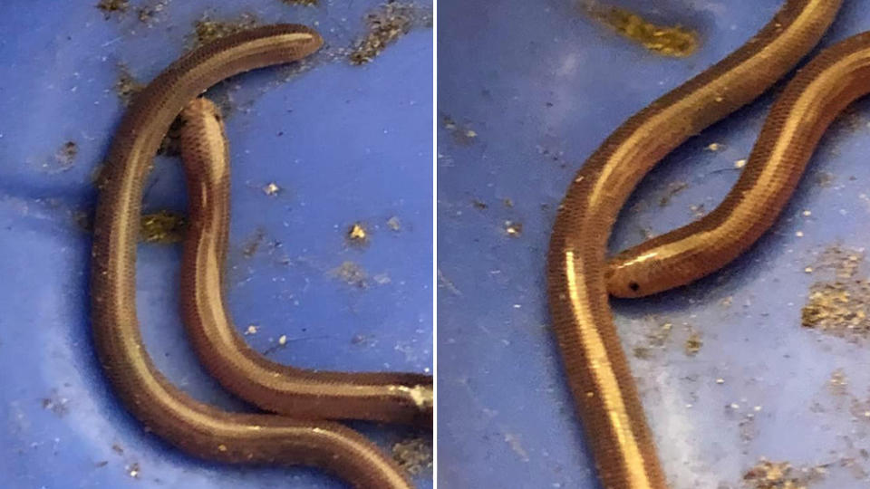 Up-close photos of the blind snake, which was found in a a man's home in NSW, when his cat was playing with it.