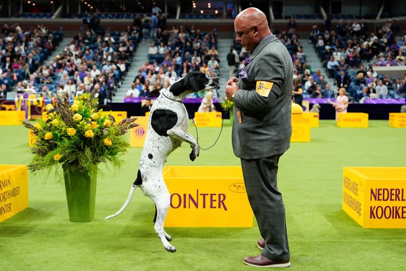 A pointer jumps during the sporting group competition at the 148th Westminster Kennel Club dog show, Tuesday, May 14, 2024, at the USTA Billie Jean King National Tennis Center in New York. | Julia Nikhinson