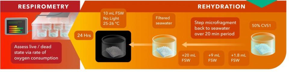 20分鐘內逐步將微碎片回復至海水，並通過氧消耗速度評估活力。（圖／<a href="https://www.nature.com/articles/s41467-023-40500-w?utm_medium=affiliate&utm_source=commission_junction&utm_campaign=CONR_PF018_ECOM_GL_PHSS_ALWYS_DEEPLINK&utm_content=textlink&utm_term=PID100060515&CJEVENT=f8ab299d47b411ee826ab6650a18b8f9" rel="nofollow noopener" target="_blank" data-ylk="slk:Nature Communications;elm:context_link;itc:0;sec:content-canvas" class="link ">Nature Communications</a>）