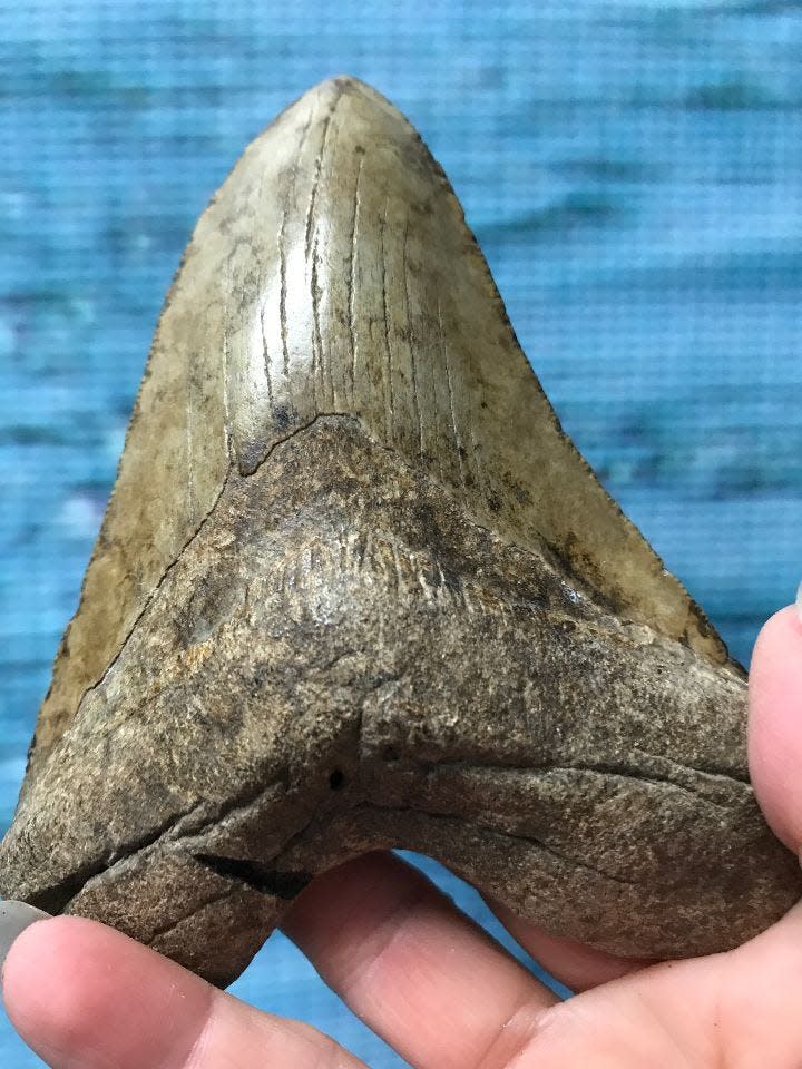 A megalodon tooth on display at Explore the Ocean World Oceanarium at Hampton Beach.
