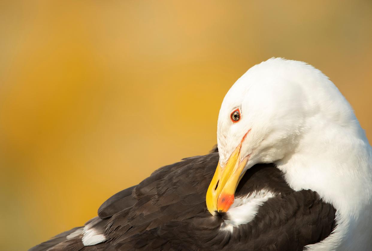 Great black-backed gull