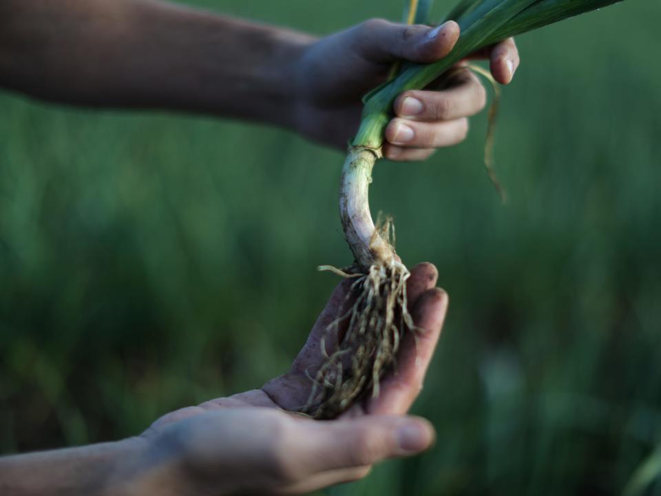 Ken Christopher holds a garlic plant at Christopher Ranch in Gilroy, California, U.S., March 29, 2019. Picture taken March 29, 2019. REUTERS/Lucy Nicholson