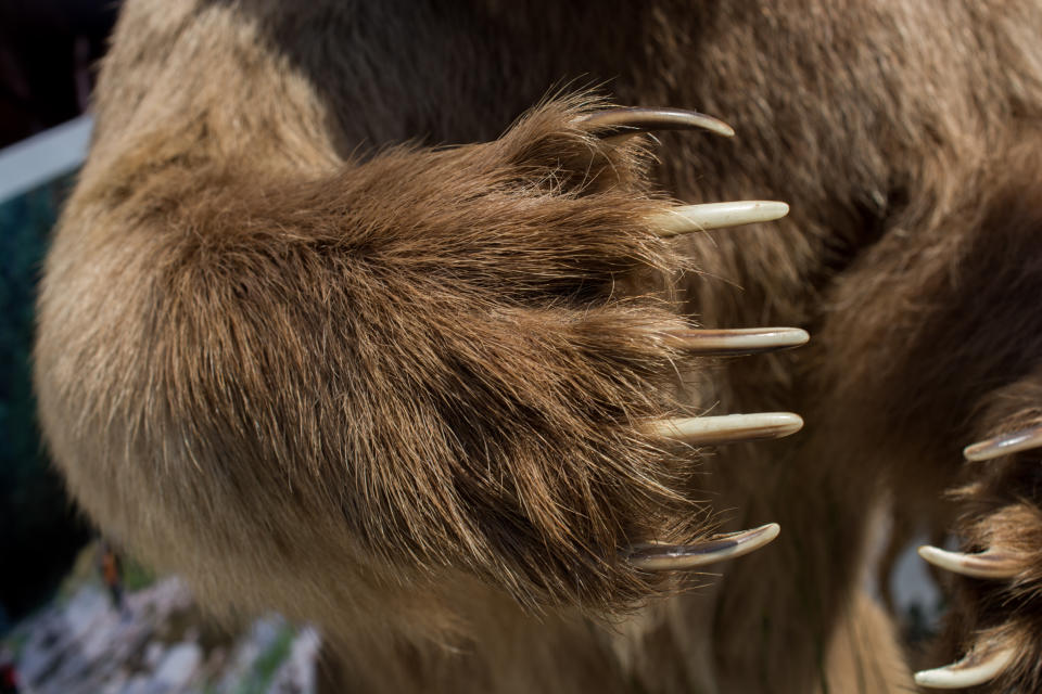 El oso fallecido, junto con un oso de unos dos años que resultó ileso, se cruzaron en la pista del aeropuerto. (Foto: Getty Images)