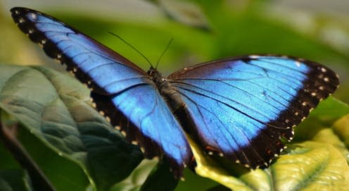   <span class="attribution"><a class="link " href="https://www.shutterstock.com/image-photo/blue-morpho-butterfly-iridescent-tropical-native-484889716" rel="nofollow noopener" target="_blank" data-ylk="slk:Michael Fitzsimmons/Shutterstock;elm:context_link;itc:0;sec:content-canvas">Michael Fitzsimmons/Shutterstock</a></span>