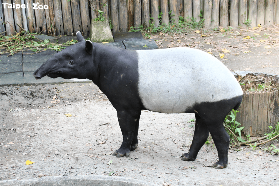 2018年從捷克飛來台的「貘克」驟逝。（台北市立動物園提供）