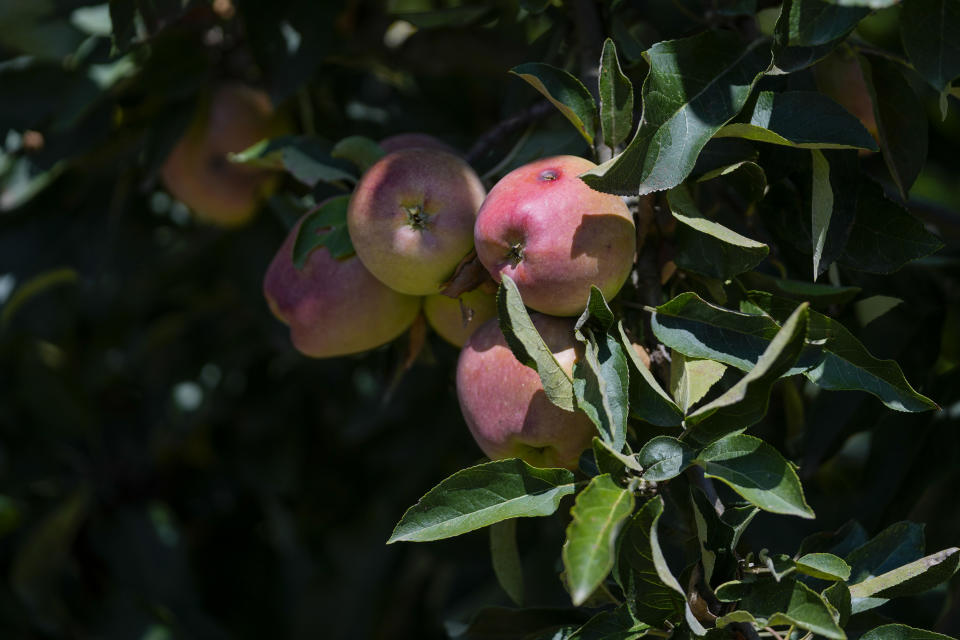 Ripe apples hang from a tree in the village of Gornje Nedeljice, in the fertile Jadar Valley in western Serbia, Tuesday, Aug. 6, 2024. (AP Photo/Darko Vojinovic)