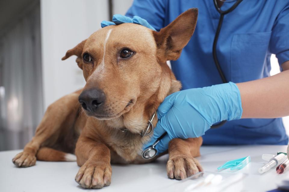 A doctor with blue latex gloves checks up on a dog