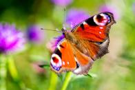 Wer sich Schmetterlinge im Garten wünscht, ist mit einem Schmetterlingsflieder gut dabei. Wer dazu noch ein paar Brennnesseln stehen lässt, sorgt schon von klein auf für die Tiere, denn davon ernähren sich die Raupen verschiedener Arten. Das Tagpfauenauge fliegt außerdem mit Vorliebe auf violette Blüten. Seine hübsche Zeichnung gaukelt möglichen Angreifern ein paar bedrohliche Augen vor. (Bild: iStock/Shaun Taylor)