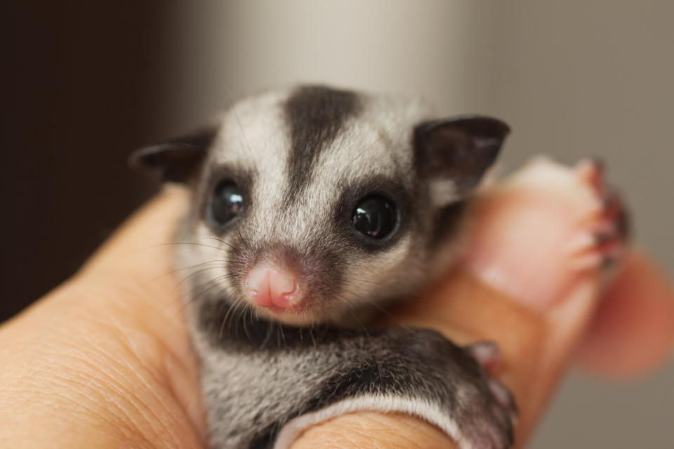 The sugar glider is native to parts of mainland Australia, New Guinea and certain Indonesian islands. Source: Getty