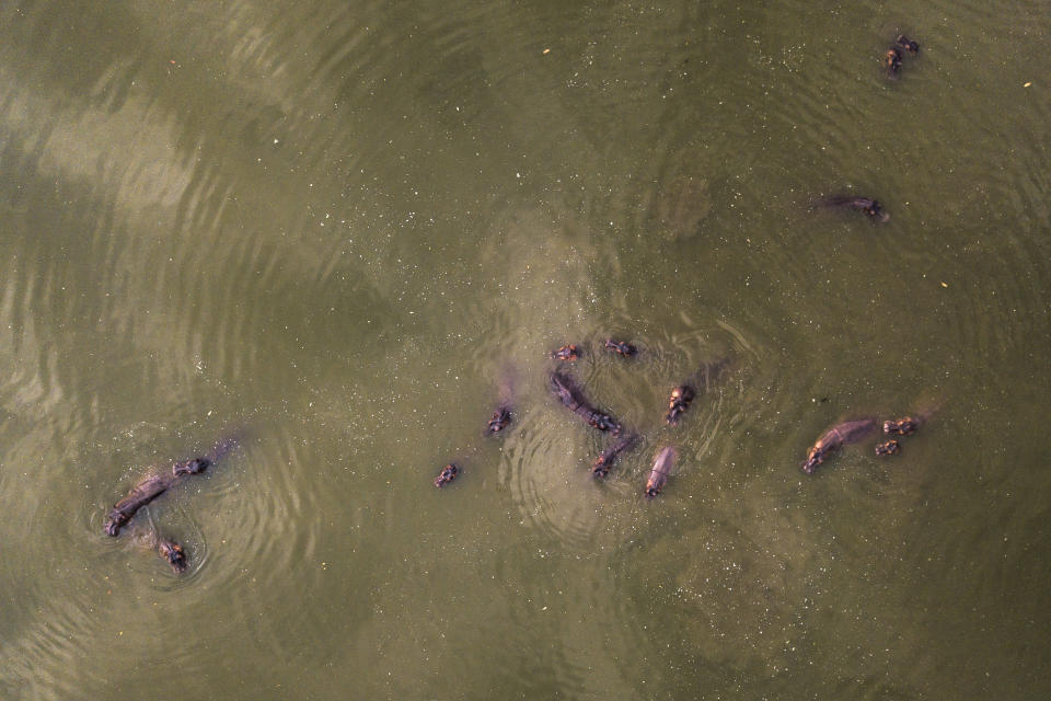 Hipopótamos bañandose en el lago del Parque Temático Hacienda Nápoles de Puerto Triunfo, Colombia, el 12 de febrero del 2020. (AP Photo/Ivan Valencia)