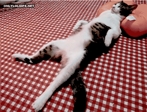 relaxed-cat-gif.gif